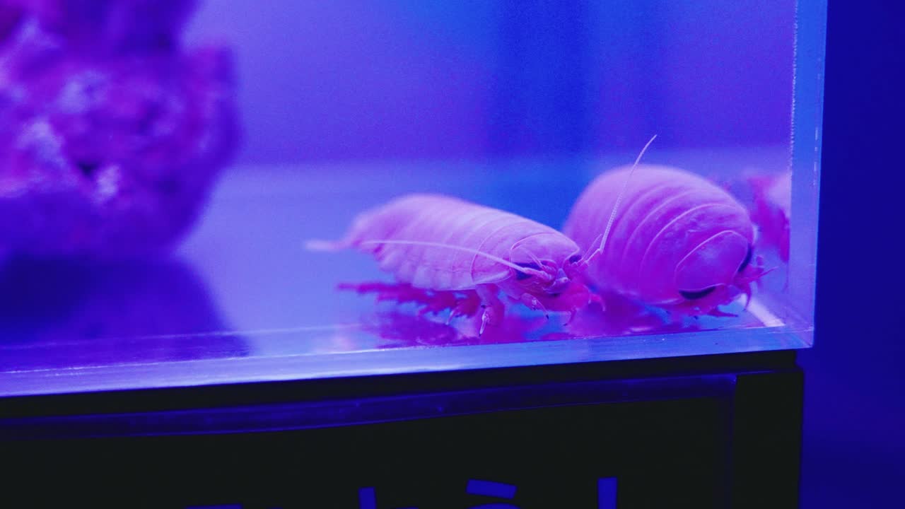 깊은 바다의 거대한 일본 이소포드