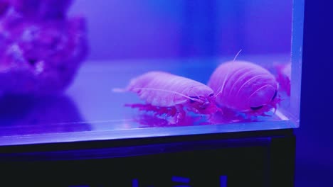 deep sea giant japanese isopods