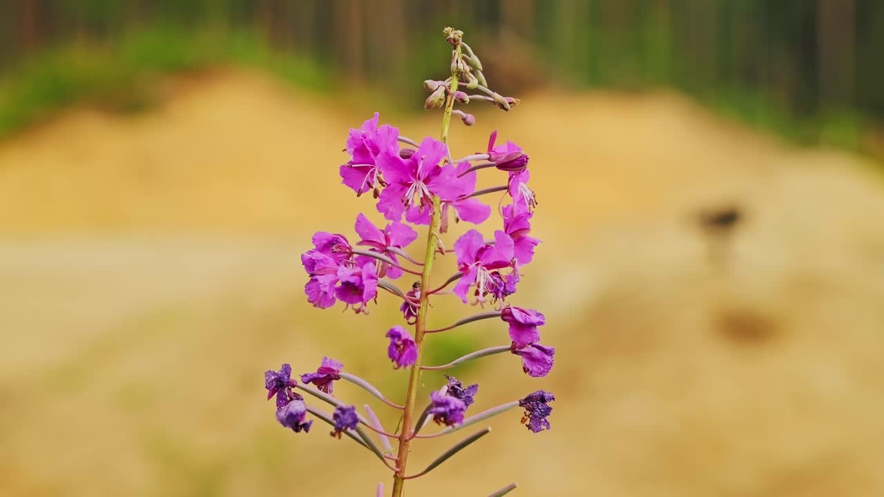 Singolo fiore rosa di garofanino (Chamerion angustifolium) isolato in un prato estivo