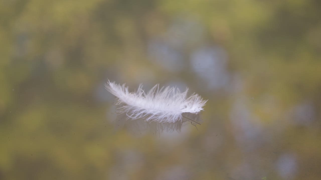 White feather floating on the water surface. Close-up