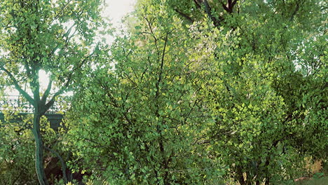 summer green forest pond landscape