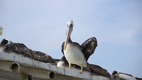 peruvian pelican standing on top of rooftop next to a group of resting pelicans