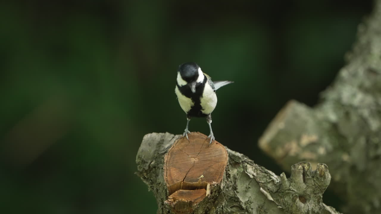 cerca de pájaro tit japonés donde se posan en la rama de un árbol en su hábitat.