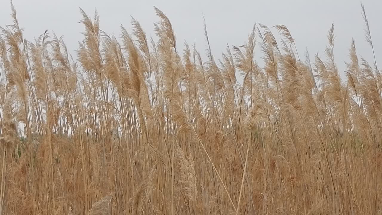 Flowers and landscaping garden design