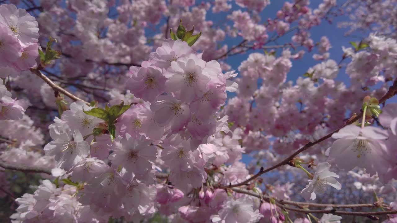 Fiori di ciliegio rosa e sakura in fiore che ondeggiano al vento mentre un'ape impollina in una soleggiata giornata primaverile