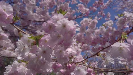 flores rosas de cerezo y sakura que se mecen en el viento mientras la abeja poliniza en un soleado día de primavera