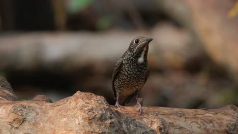 Looking-to-the-right-while-perched-on-a-log-in-the-forest,-White-throated-Rock-Thrush-Monticola-gularis-Female,-Thailand