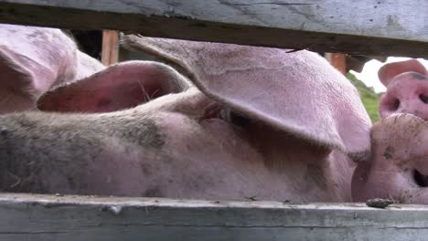 schwein aus biolandwirtschaft. agricultura ecológica de cerdo. alpschwein