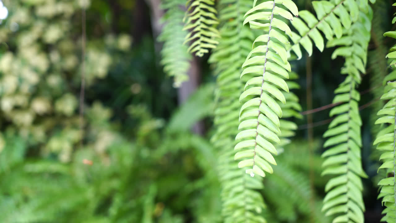 colgando hojas de helecho con espacio de copia