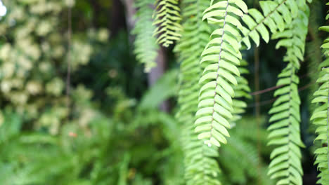 hanging fern leaves with copy space