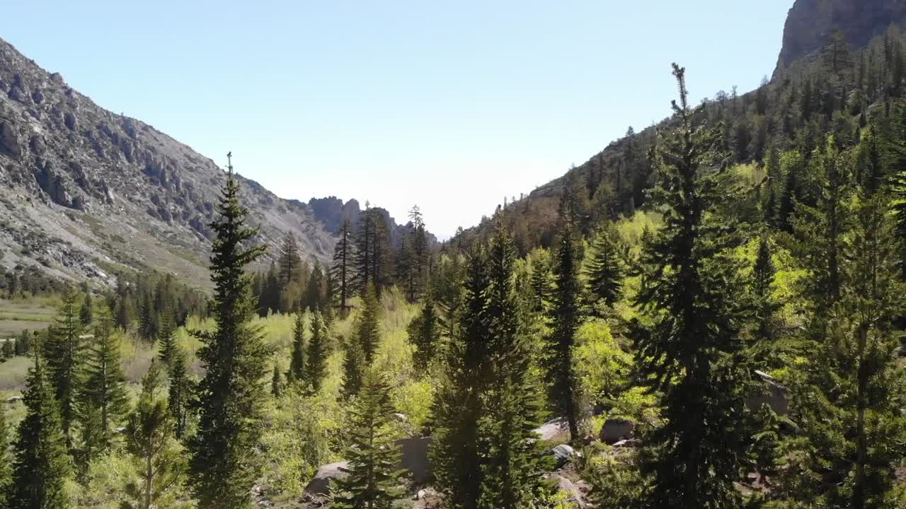 AERIAL drone shot in California National Forest with pine trees and mountain views.