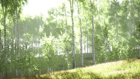 spring in the birch grove forest