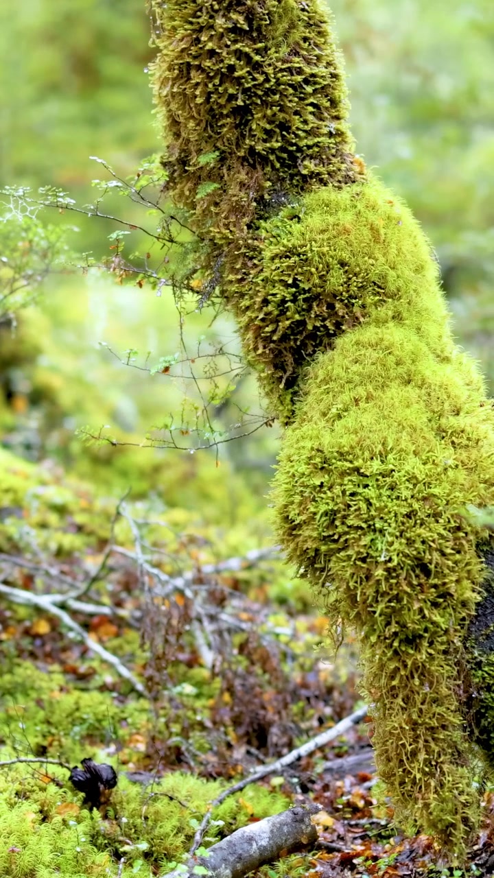 Muschio vivace avvolge i tronchi d'albero in un ambiente forestale sereno e verdeggiante con illuminazione soffusa e naturale.