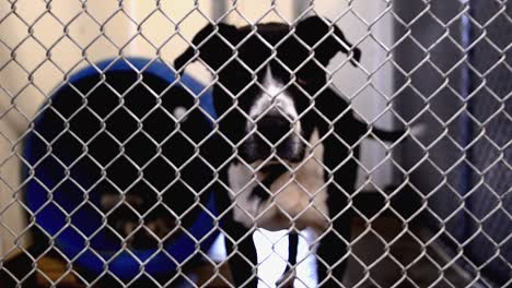 dogs looking for attention behind the fences in their cages and kennels at an animal control facility