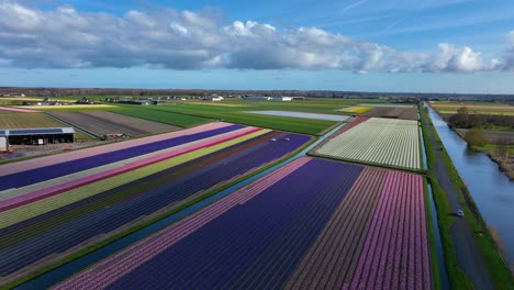 toma aérea de drones de hermosos tulipanes coloridos