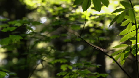 árboles iluminados por el sol en un bosque oscuro