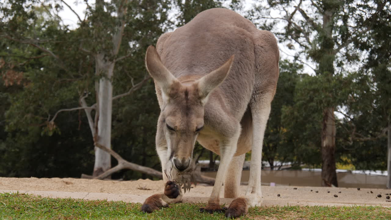 Large Red Kangaroo eating leaf off ground, stares directly at camera, low angle