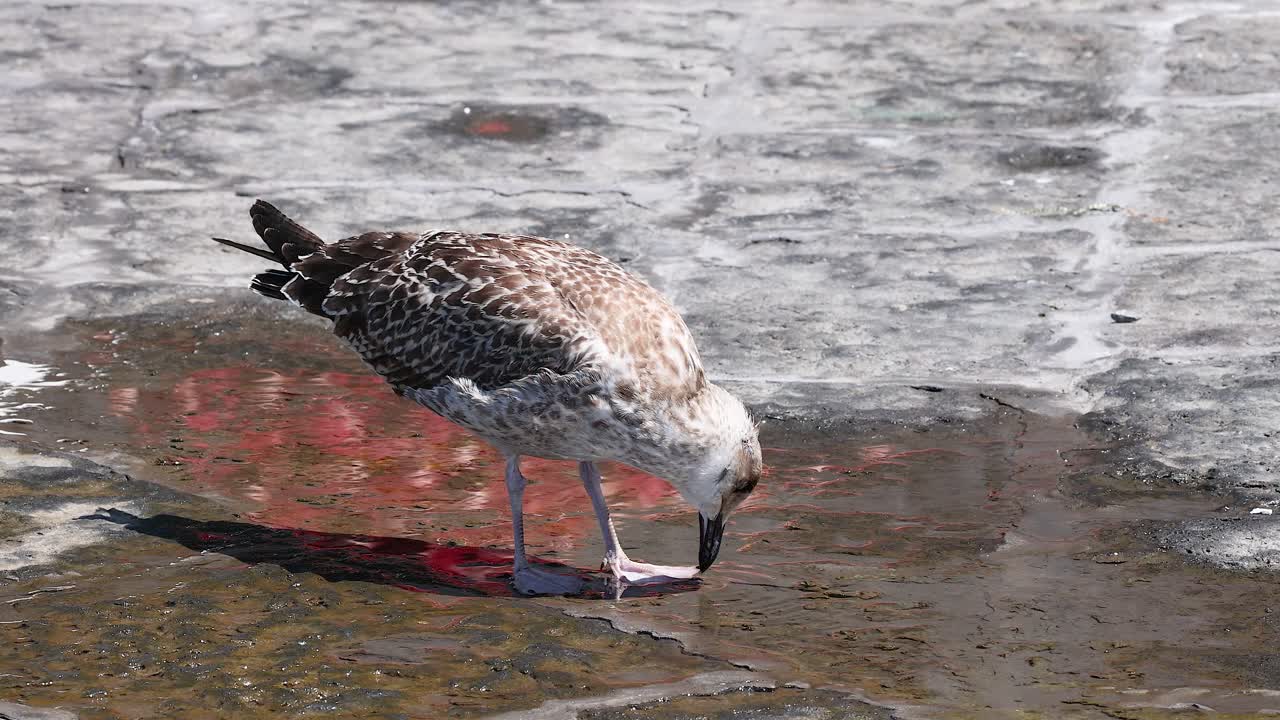 Gull drinking water on a stone surface