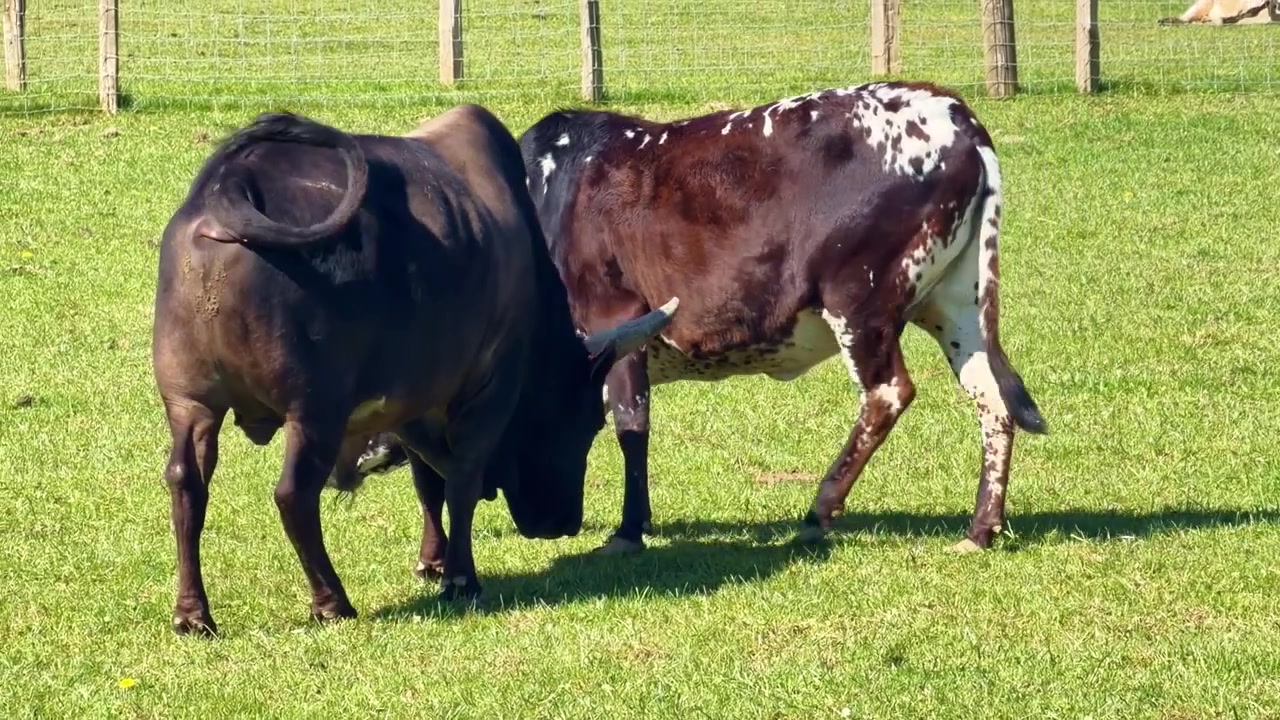 Domestic bulls, Bos taurus, bovine mammals from the Bovidae family, displaying dominance and social tension behavior on pasture with lowered heads, alert posture and tail movement, tracking shot