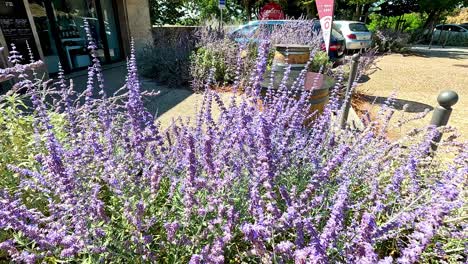 moth flutters among lavender and sage plants