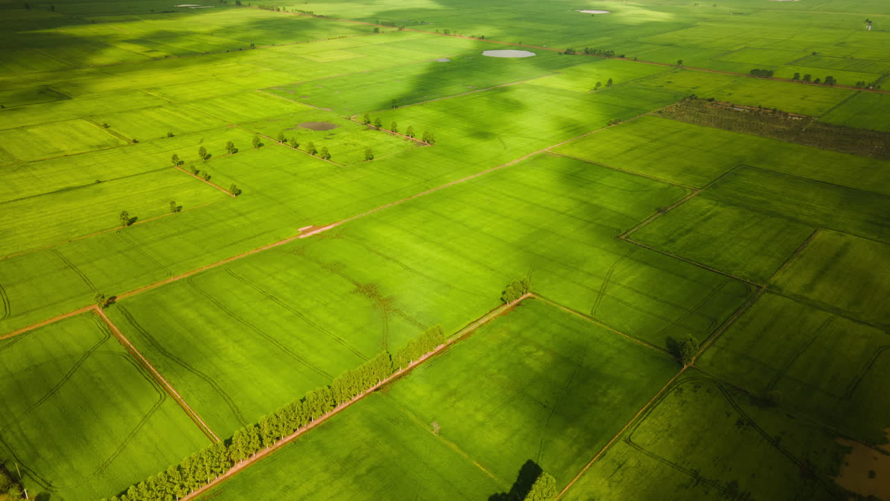 Rice paddy. Vivid green fields static aerial time lapse of changing ...