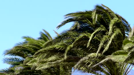 las palmeras y el viento.