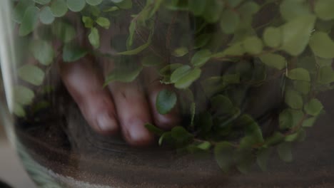 una joven botánica crea un pequeño ecosistema de bosque vivo en un terrario de vidrio - compactación del suelo - un primer plano ajustado