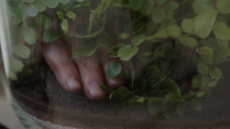 a young female botanist creates a tiny live forest ecosystem in a glass terrarium - soil compacting - a tight close-up