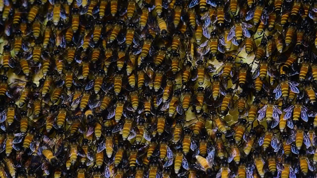 se sabe que las abejas melíferas gigantes construyen grandes colonias de nidos con bolsillos simétricos hechos de cera para almacenar miel como fuente de alimento.