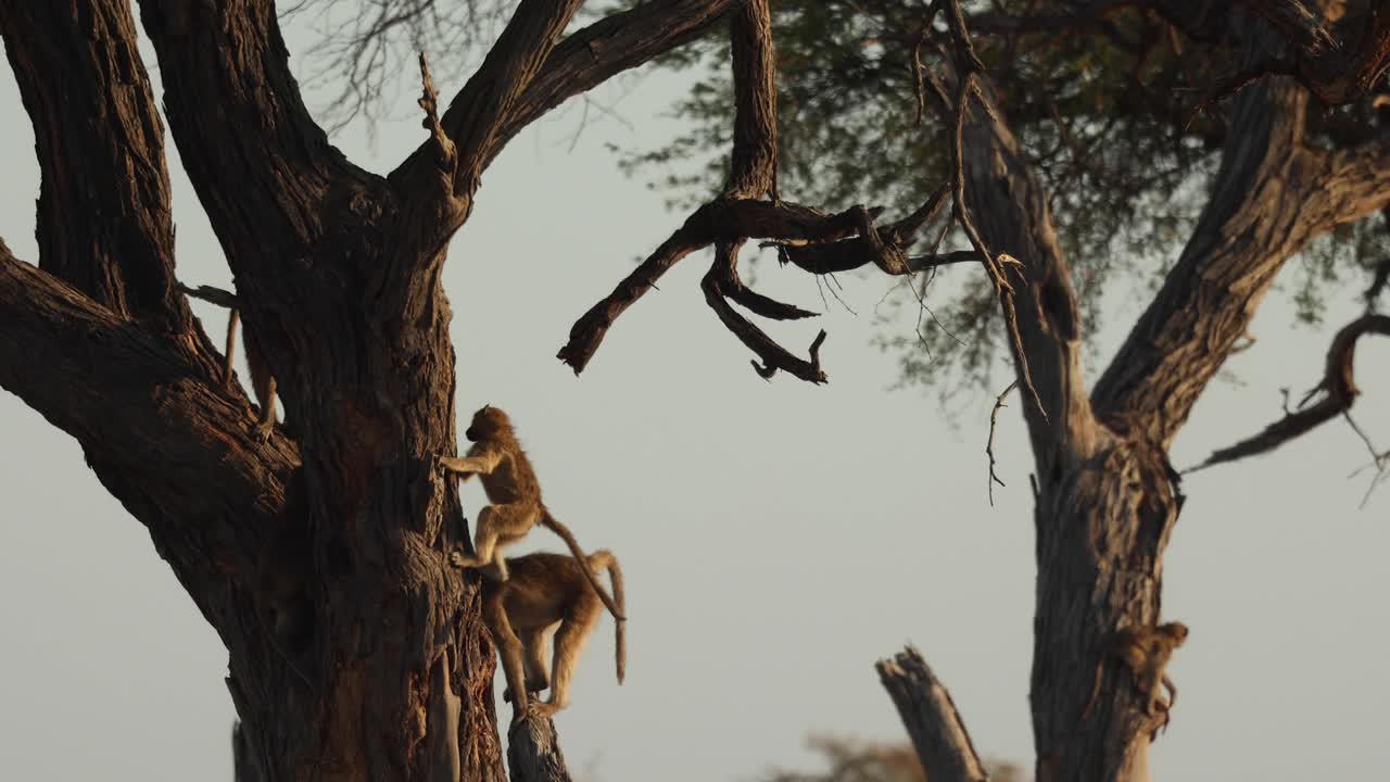 Static clip of young baboons jumping and playing in a tree, Khwai Botswana