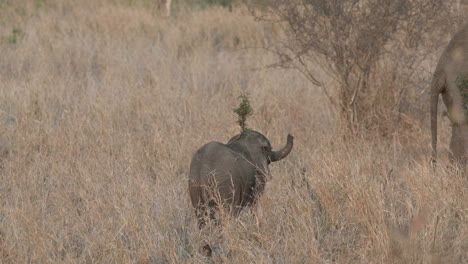 African-elephant-tiny-calf-playing-with-a-small-tree