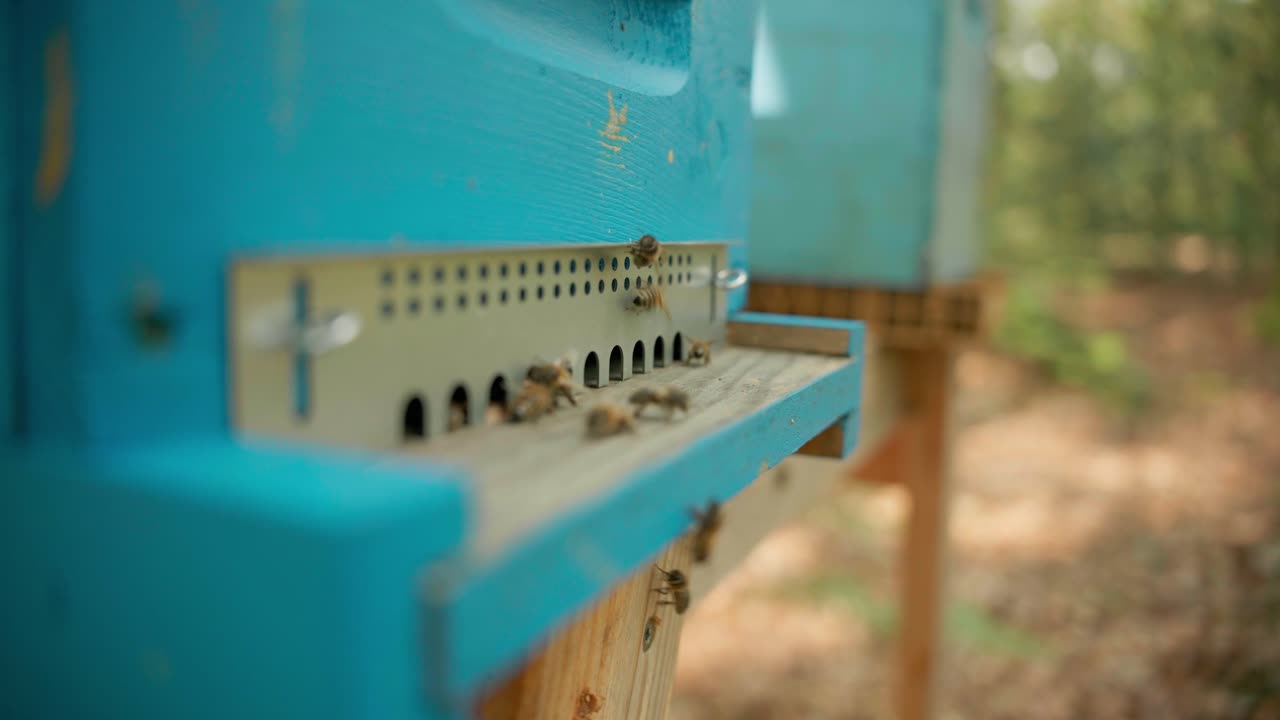 Close-up view of a blue painted wooden beehive entrance with bees actively entering and exiting, set against a blurred forest background
