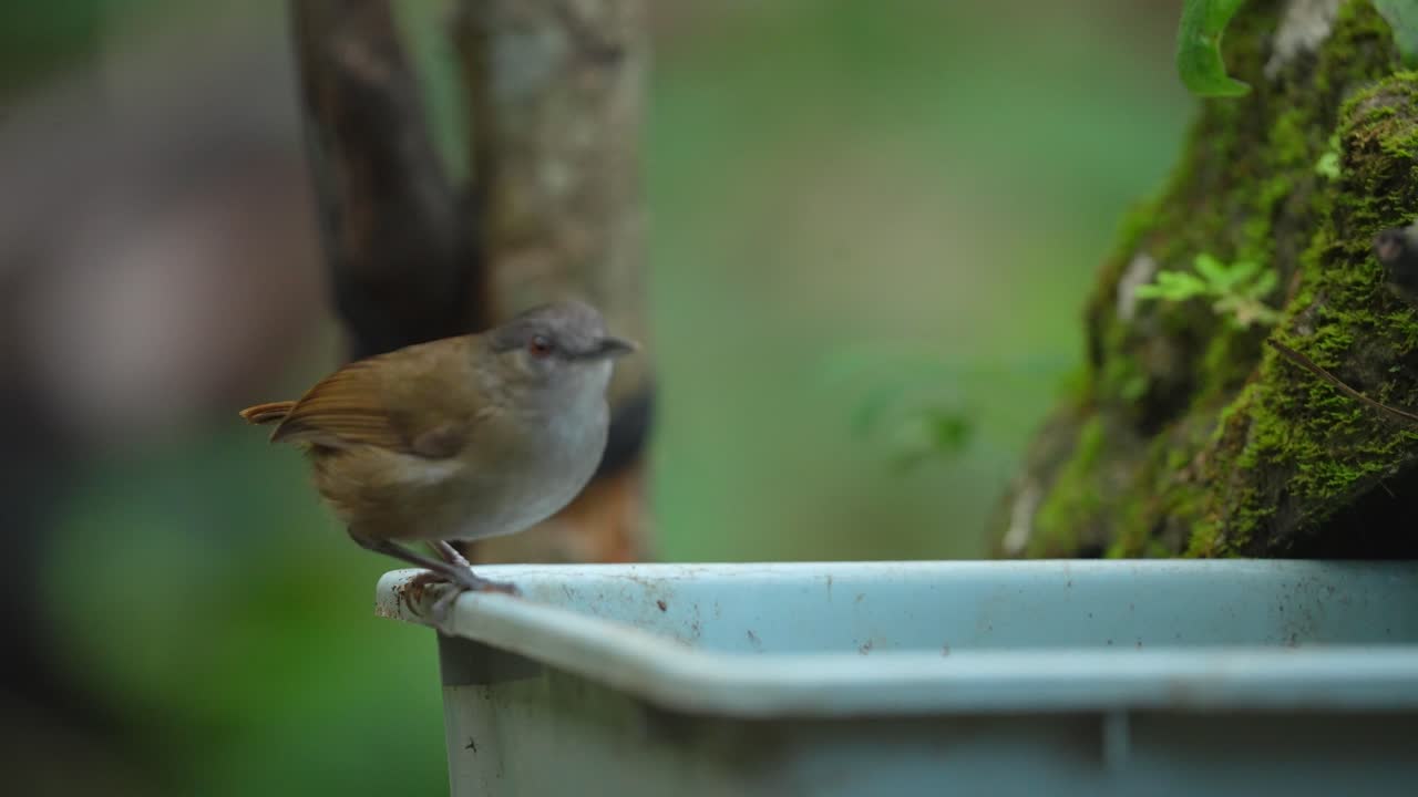 el balbuceador de horsfield comiendo orugas en el borde de un cubo de plástico