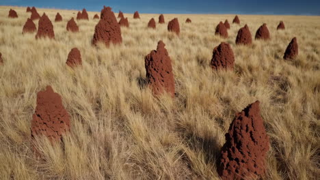 ant hills in a dry grassland