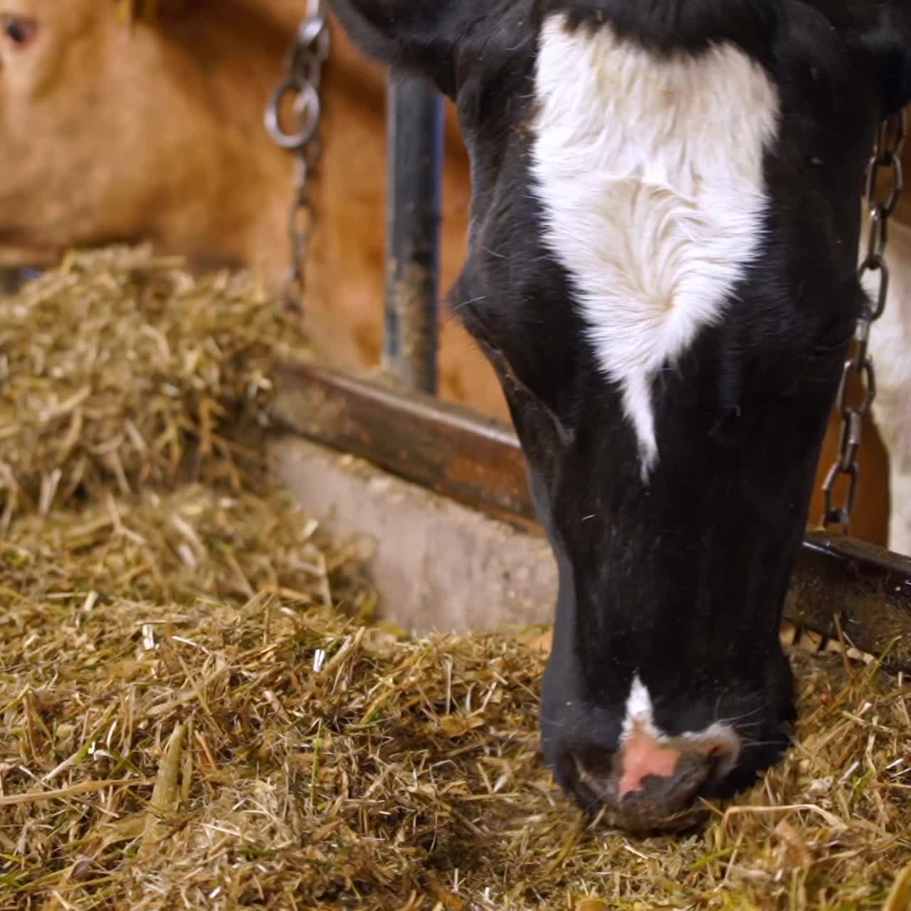 Many cows in the hangar