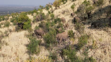 Elephants-Grazing-At-Rustenburg-In-North-West-South-Africa