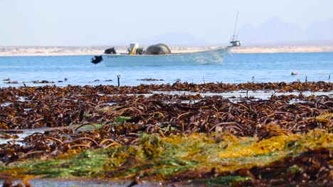 thick layer of kelp forest sea grass and algae in open ocean fronting anchored fishing boat