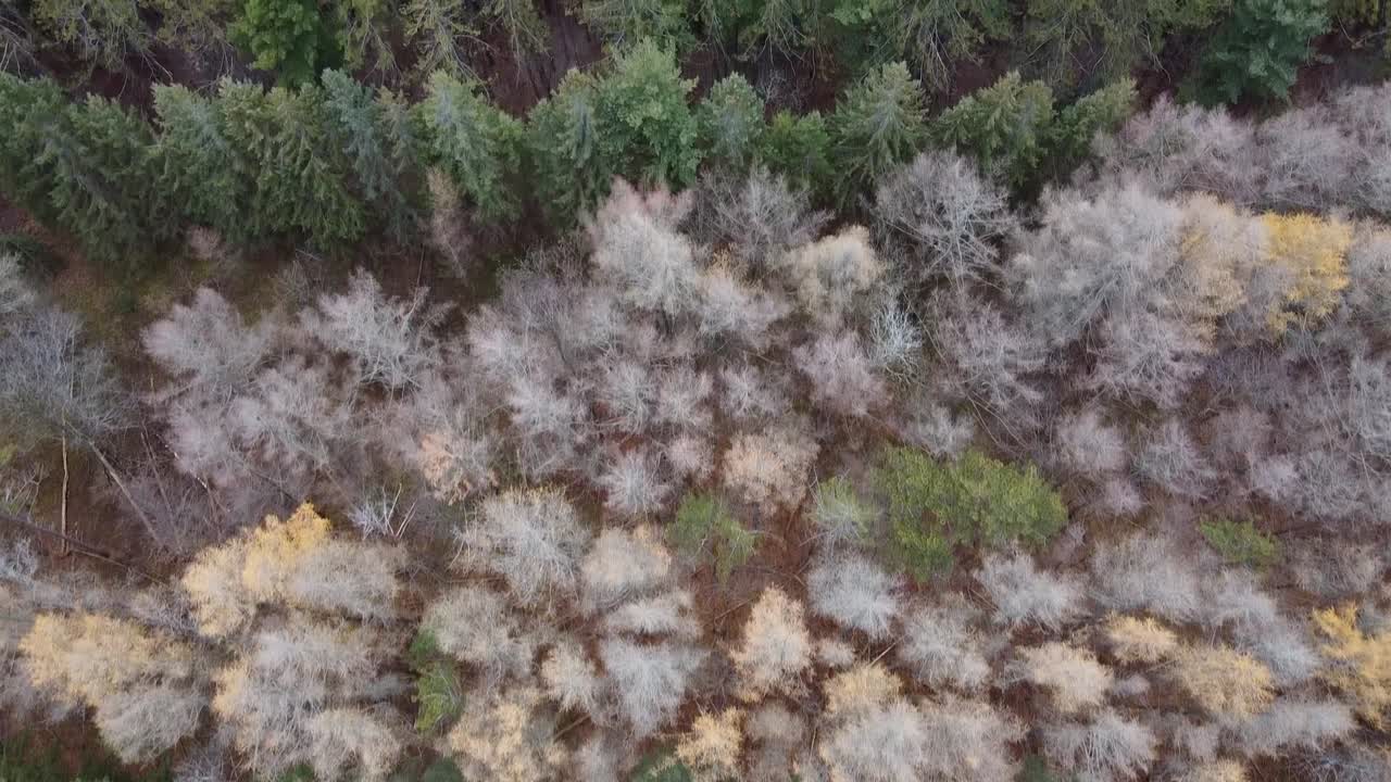 Aerial Flyover Of A Forest Landscape With Coniferous Trees During Winter