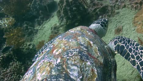 hawksbill turtle at koh tao-10