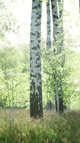 bosque de abedul en primavera