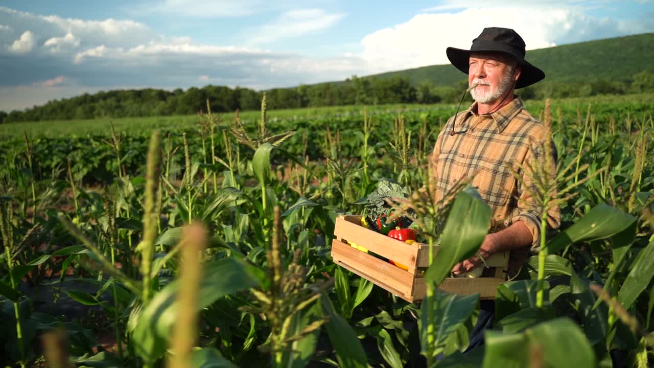 Close up farmer carrying a box of organic vegetables in corn field look at camera at sunlight agriculture farm field harvest garden nutrition organic fresh portrait outdoor slow motion