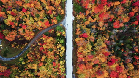 birdseye aerial view of empty road in magical multicolored forest in autumn leaf in american countryside, high angle drone shot