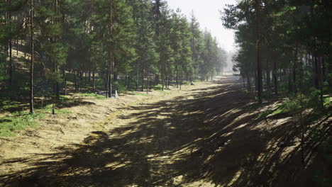 Sunlit forest path surrounded by tall pines during daytime exploration