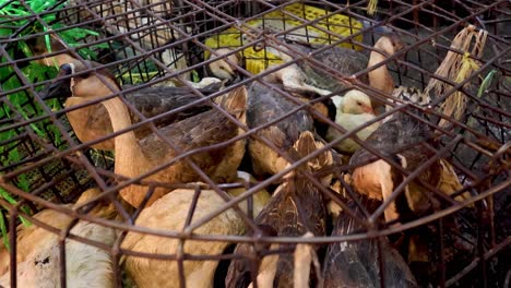 a duck appears confined within a wire cage.