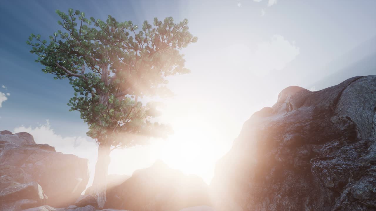 나무들을 가로지르는  ⁇ 빛