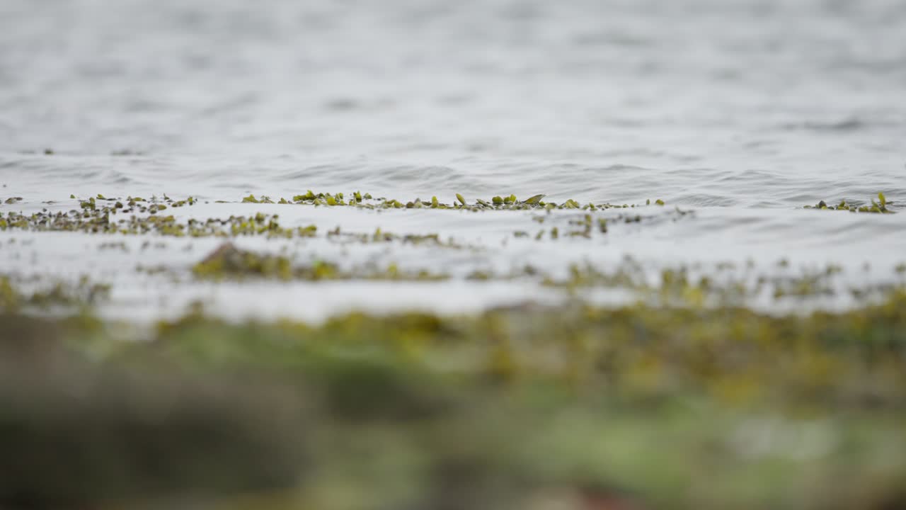 Seaweed in Shallow Water