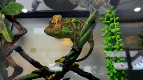 chameleon in a terrarium