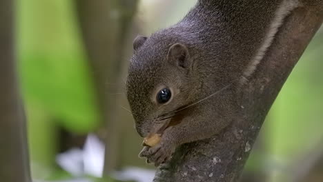 una linda ardilla de plátano sosteniendo y comiendo una fruta tranquilamente en una rama de árbol, mirando hacia abajo - cámara lenta