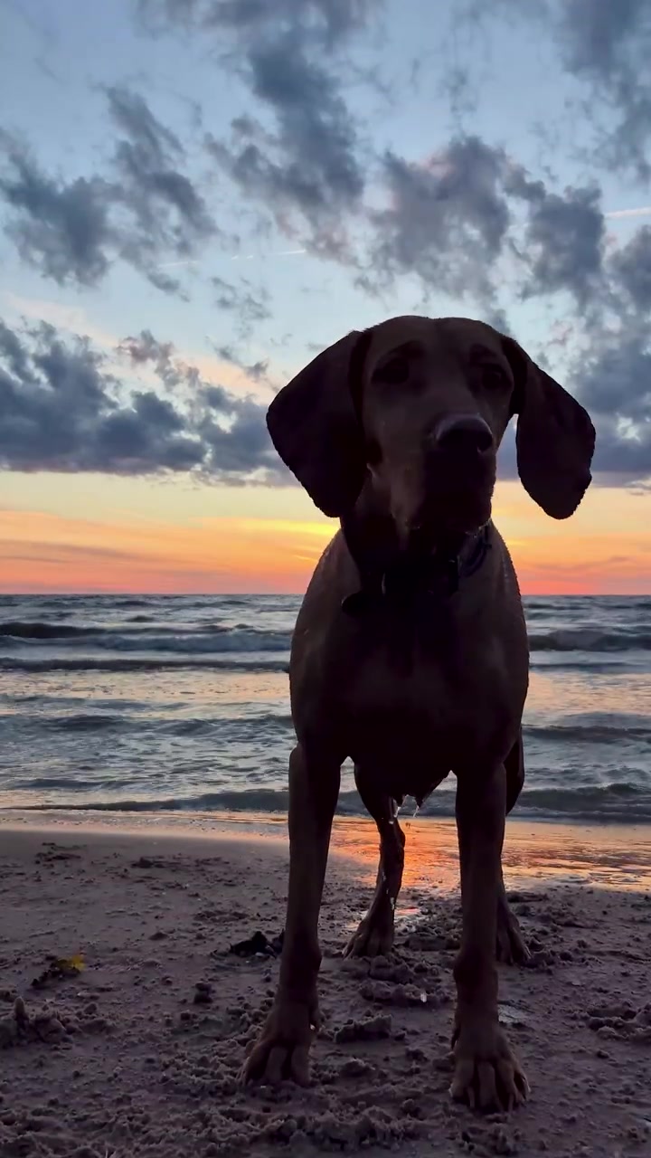 Cane Vizsla Ungherese che gioca in mare durante un tramonto dorato, saltando tra le onde e godendosi la sera d'estate. Video statico che cattura momenti felici di un cane attivo, natura, oceano, spiaggia e luce del tramonto