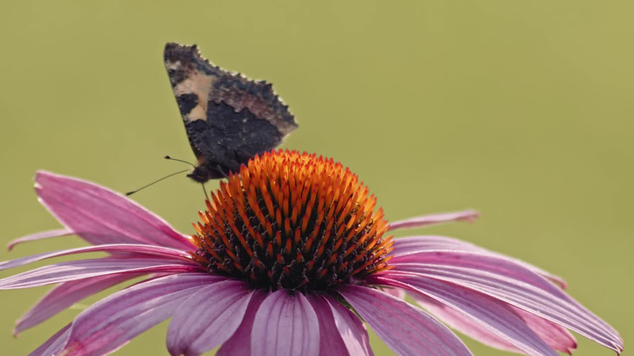 보라색 콘플라워 - 매크로-3에서 꿀을 홀짝이는 작은 대모갑 나비